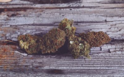 Mini buds bio